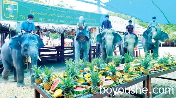 世界大象日缅甸各大象营地开展自助餐为大象们举行庆祝活动